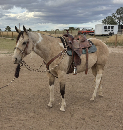 HorseID: 2305212 Bendaras A Rebel - PhotoID: 1088504