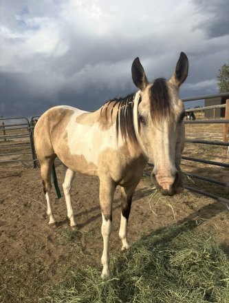 HorseID: 2305212 Bendaras A Rebel - PhotoID: 1088506