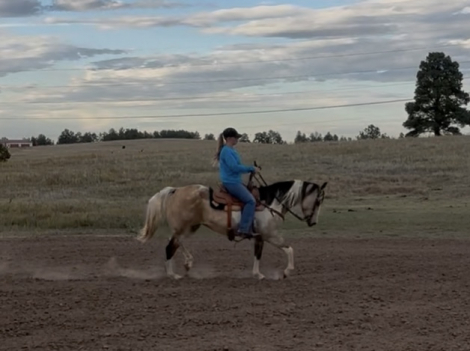 HorseID: 2305212 Bendaras A Rebel - PhotoID: 1088507