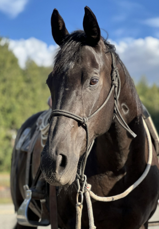 HorseID: 2305214 Cole - PhotoID: 1088508