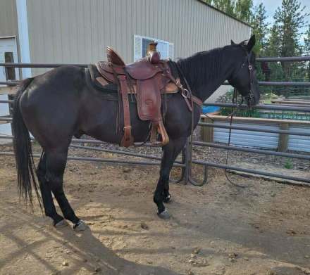 HorseID: 2305214 Cole - PhotoID: 1088509