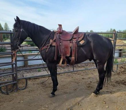 HorseID: 2305214 Cole - PhotoID: 1088510