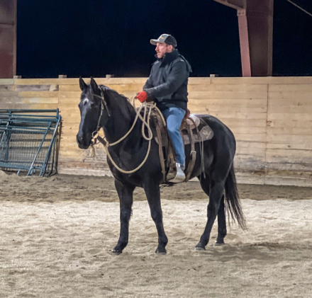 HorseID: 2305214 Cole - PhotoID: 1088511