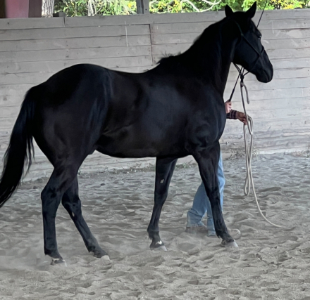 HorseID: 2305214 Cole - PhotoID: 1088811