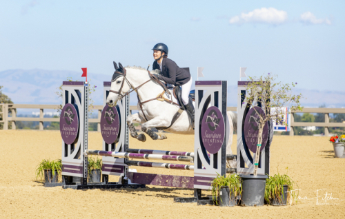 HorseID: 2305218 Salsa - PhotoID: 1088512