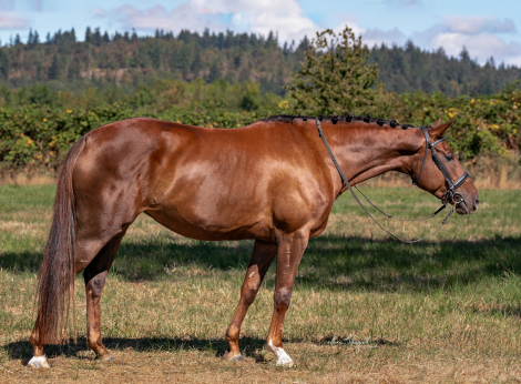 HorseID: 2305220 Ivoire SWS - PhotoID: 1088516