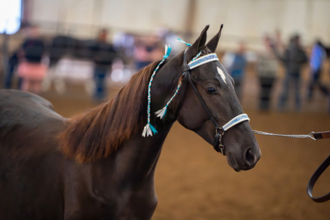 HorseID: 2305221 Sriracha - PhotoID: 1088515