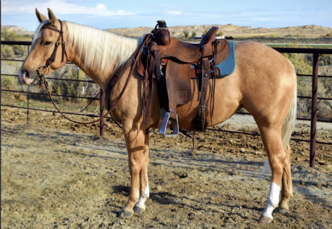 HorseID: 2305222 Jolly Wood - PhotoID: 1088517