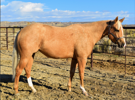 HorseID: 2305222 Jolly Wood - PhotoID: 1088518