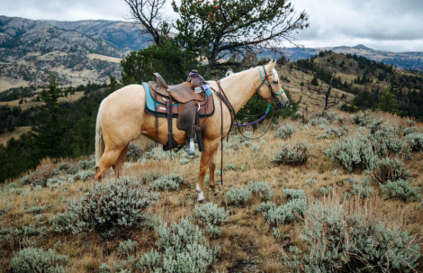 HorseID: 2305222 Jolly Wood - PhotoID: 1088519