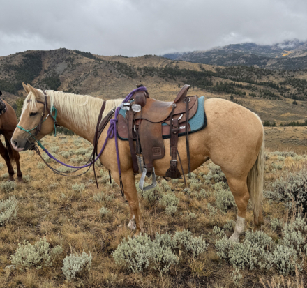 HorseID: 2305222 Jolly Wood - PhotoID: 1088520