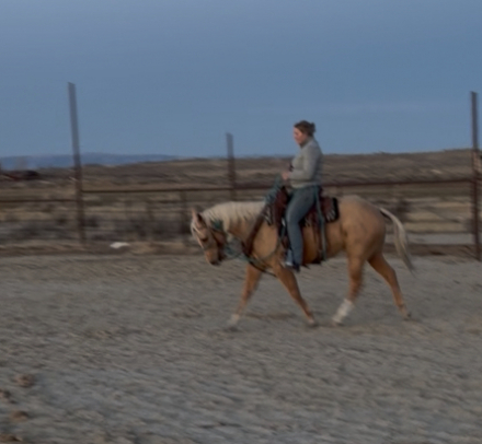 HorseID: 2305222 Jolly Wood - PhotoID: 1088521