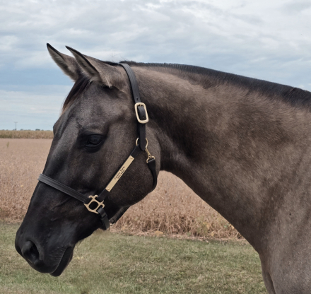 HorseID: 2305224 Oakley King Girl DF - PhotoID: 1088522