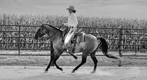 HorseID: 2305224 Oakley King Girl DF - PhotoID: 1088523