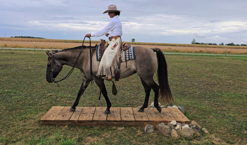 HorseID: 2305224 Oakley King Girl DF - PhotoID: 1088524