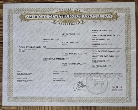 HorseID: 2305224 Oakley King Girl DF - PhotoID: 1088525