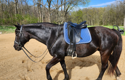 HorseID: 2305232 Tatianna - PhotoID: 1088529