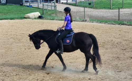 HorseID: 2305232 Tatianna - PhotoID: 1088530