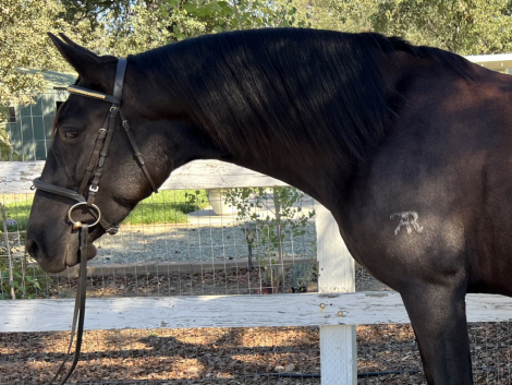 HorseID: 2305233 Sanza Leche Leon - PhotoID: 1088532