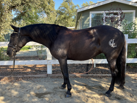 HorseID: 2305233 Sanza Leche Leon - PhotoID: 1088533