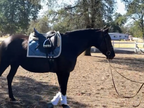 HorseID: 2305233 Sanza Leche Leon - PhotoID: 1088534