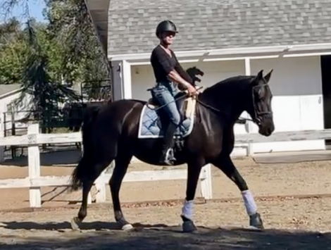 HorseID: 2305233 Sanza Leche Leon - PhotoID: 1088535