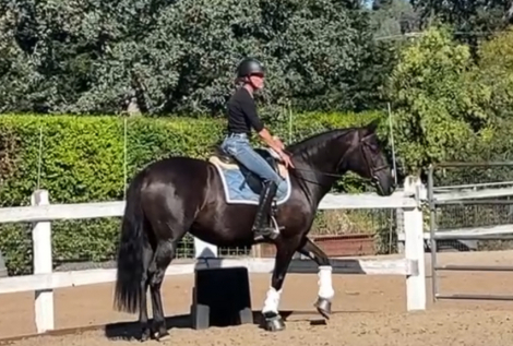 HorseID: 2305233 Sanza Leche Leon - PhotoID: 1088536