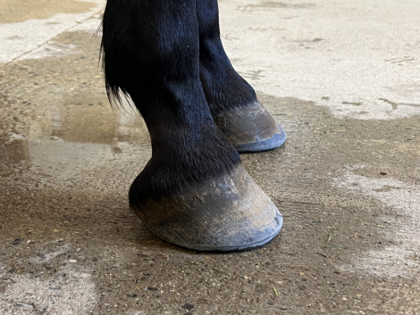 HorseID: 2305233 Sanza Leche Leon - PhotoID: 1088537