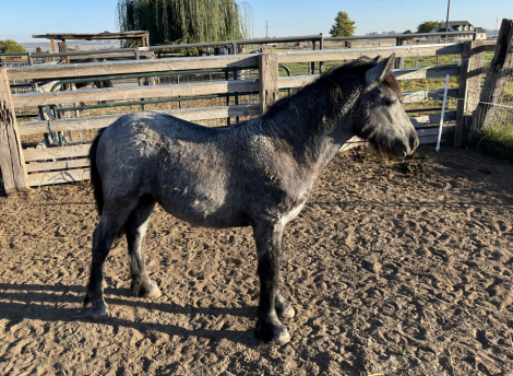 HorseID: 2305234 Khayyat Silver Jasmine (Jazz) - PhotoID: 1088538