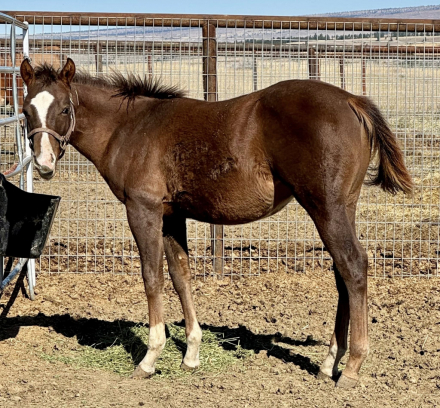 HorseID: 2305235 Top Notch Reining Prospect - PhotoID: 1088539