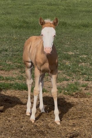 HorseID: 2305238 That Face Tho - PhotoID: 1088540