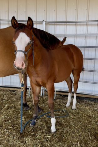 HorseID: 2305239 Pretty Epic - PhotoID: 1088541