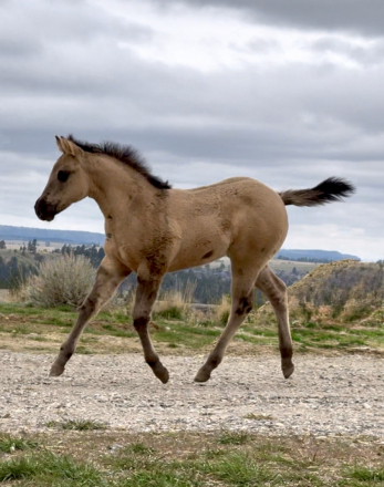 HorseID: 2305241 Vanish In Smoke - PhotoID: 1088542