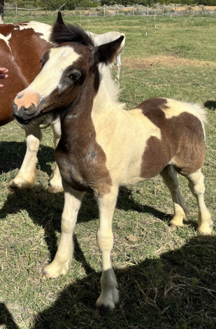 HorseID: 2305242 Brookshire Archer - PhotoID: 1088543