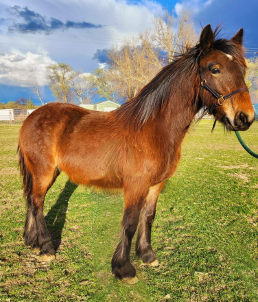 HorseID: 2305243 Brookshire Regulus - PhotoID: 1088544