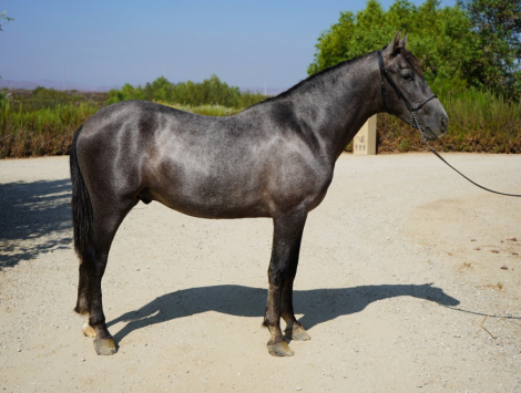 HorseID: 2305245 Amoroso - PhotoID: 1088547