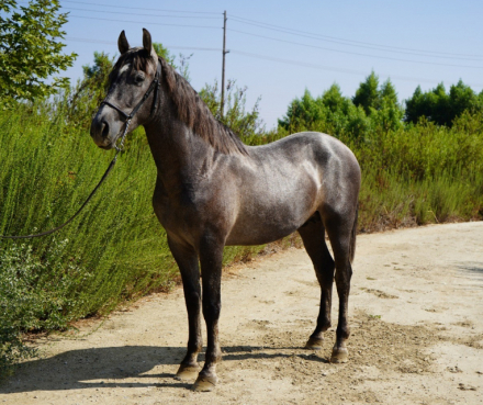 HorseID: 2305245 Amoroso - PhotoID: 1088548