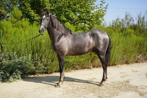 HorseID: 2305245 Amoroso - PhotoID: 1088549