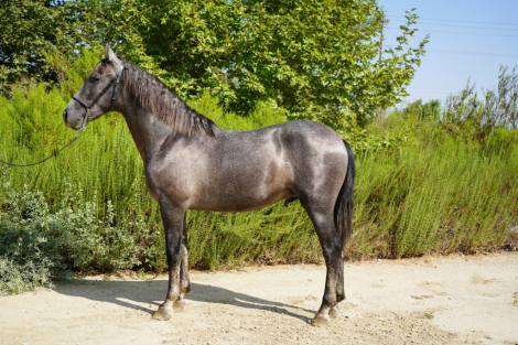 HorseID: 2305245 Amoroso - PhotoID: 1088550