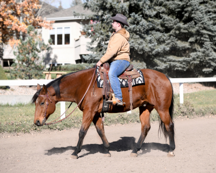 HorseID: 2305247 CERTAIN TO MOON YOU - PhotoID: 1088546