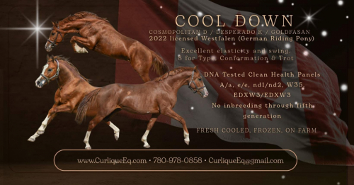 HorseID: 2305252 Cool Down - PhotoID: 1088551