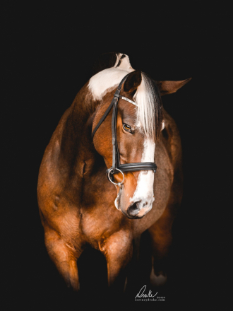 HorseID: 2305253 Killian - PhotoID: 1088552