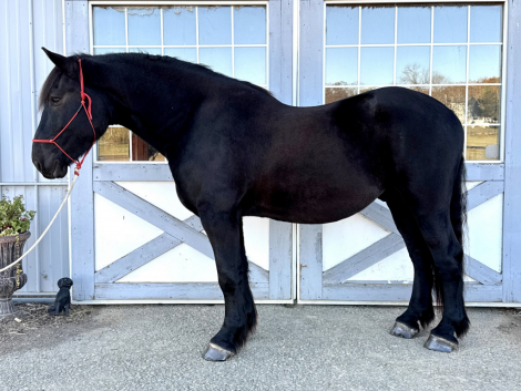 HorseID: 2305258 Zeus - PhotoID: 1088553