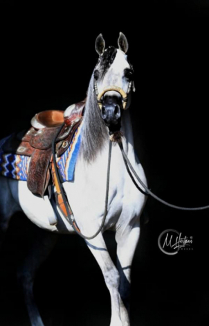 HorseID: 2305260 Prince Hairiry - PhotoID: 1088554