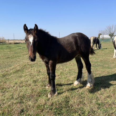 HorseID: 2305261 MM Zolo’s Rock Star - PhotoID: 1088555