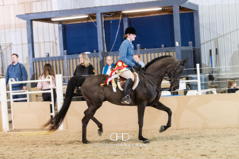 HorseID: 2305263 Django SF - PhotoID: 1088558