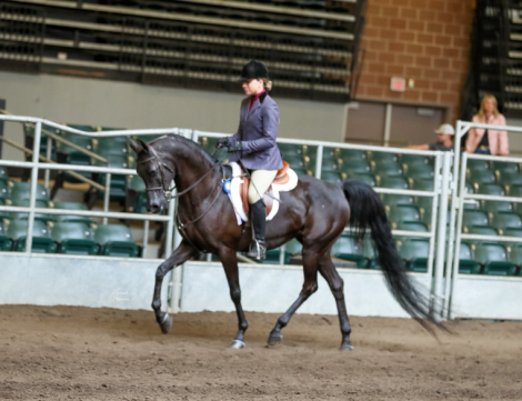 HorseID: 2305263 Django SF - PhotoID: 1088559