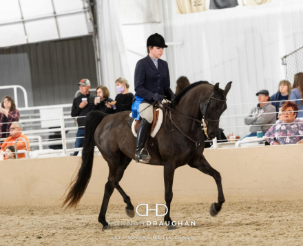 HorseID: 2305263 Django SF - PhotoID: 1088560