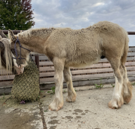 HorseID: 2305264 C&B Leila’s Silver Dollar Baire - PhotoID: 1088556