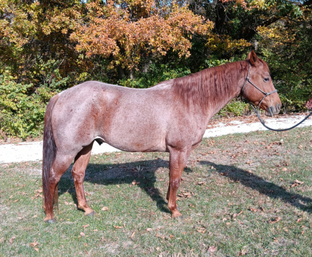 HorseID: 2305265 Freckles Olena Chick - PhotoID: 1088557